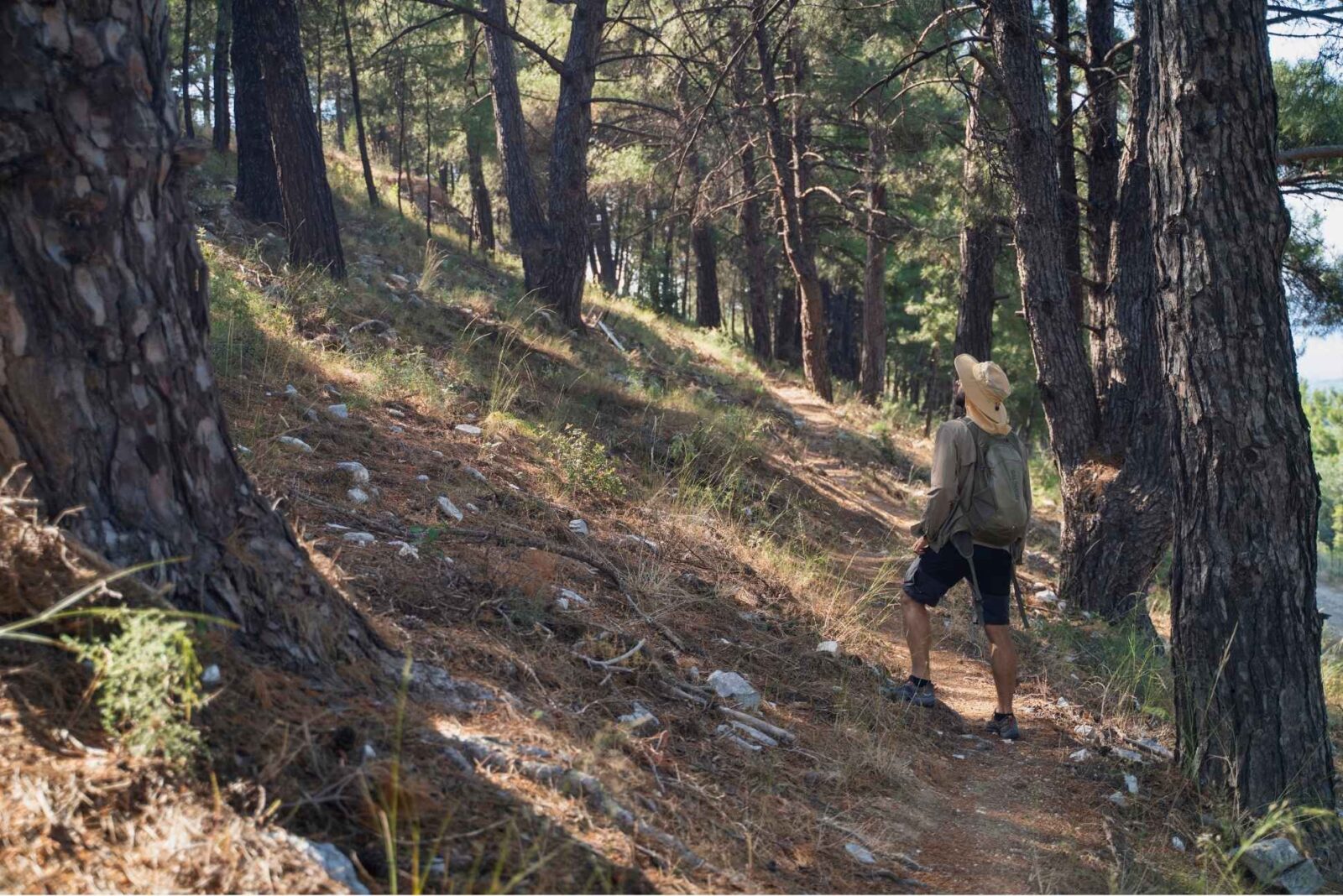 A hiker walking in a pine tree forest in Igoumenitsa